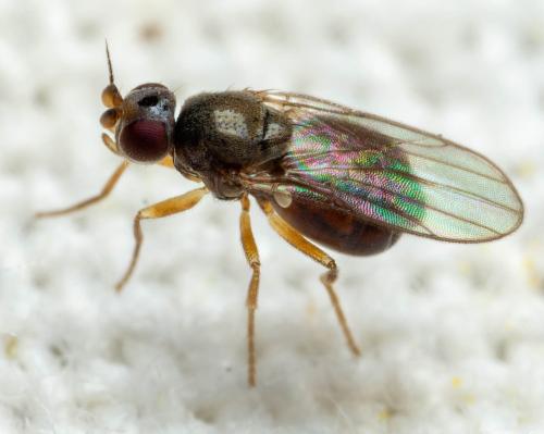 Réf. 325 346 : Oscinella pubescens